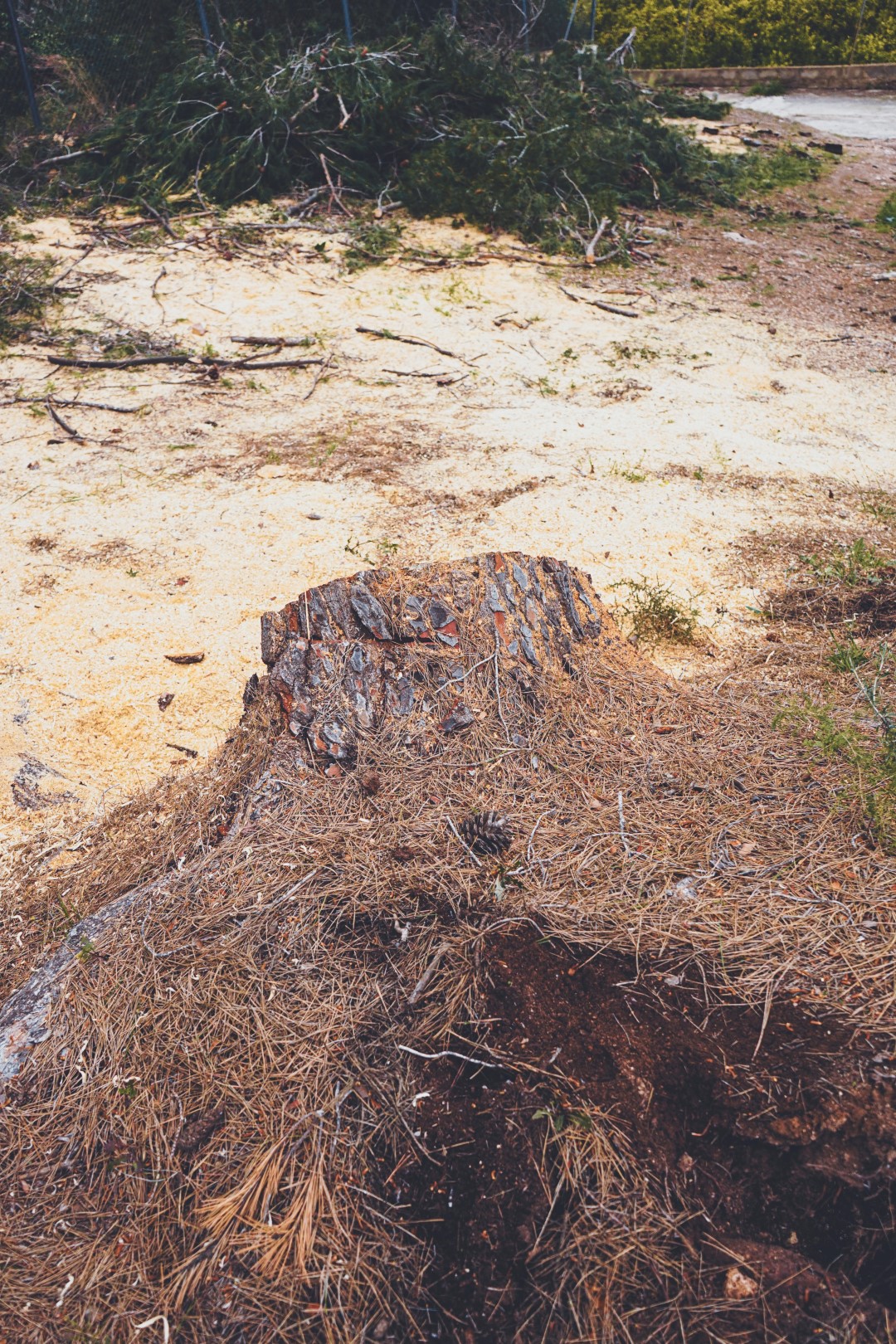 Cut pine tree stump