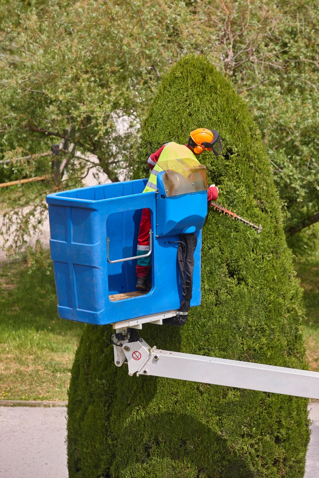 Arborist trimming a tree