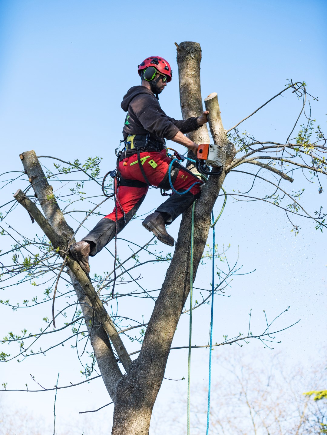 Arborist removing a tree