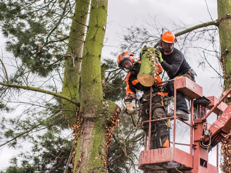 Arborists removing a tree