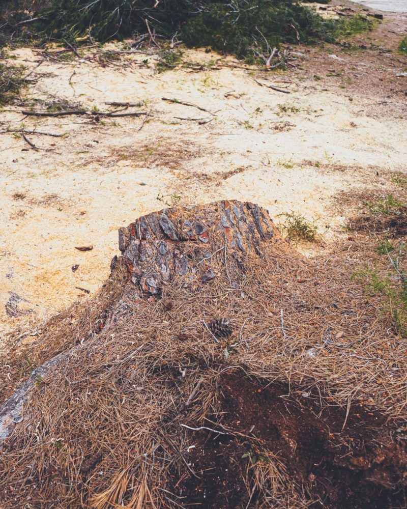 Cut pine tree stump