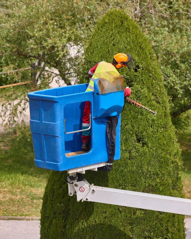 Arborist trimming a tree