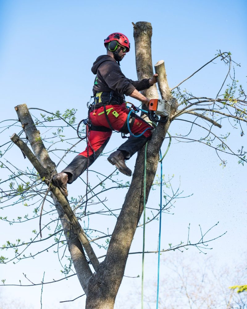 Arborist removing a tree