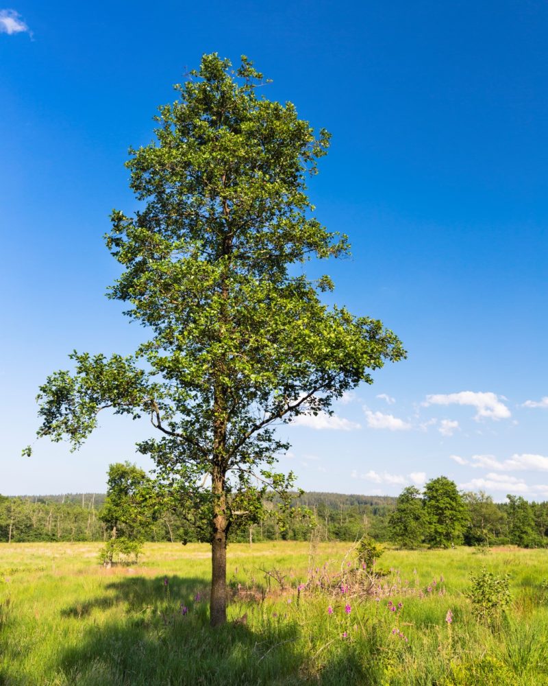 newly planted tree in field